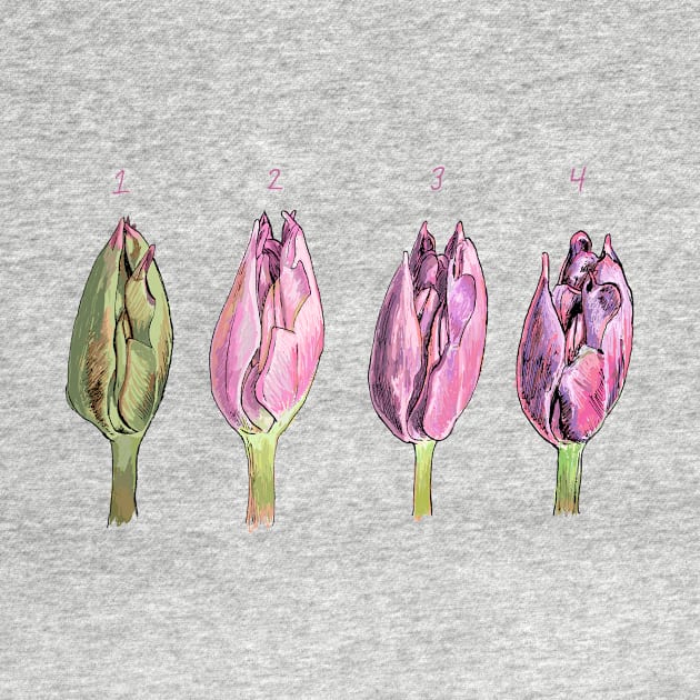 Tulip Study by KColeman